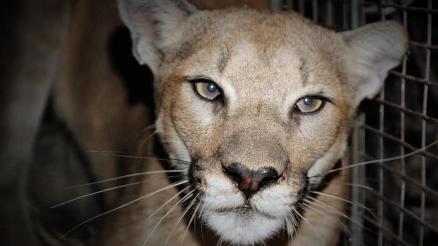 Mountain lion P-99 is seen in a photo released by the National Park Service.