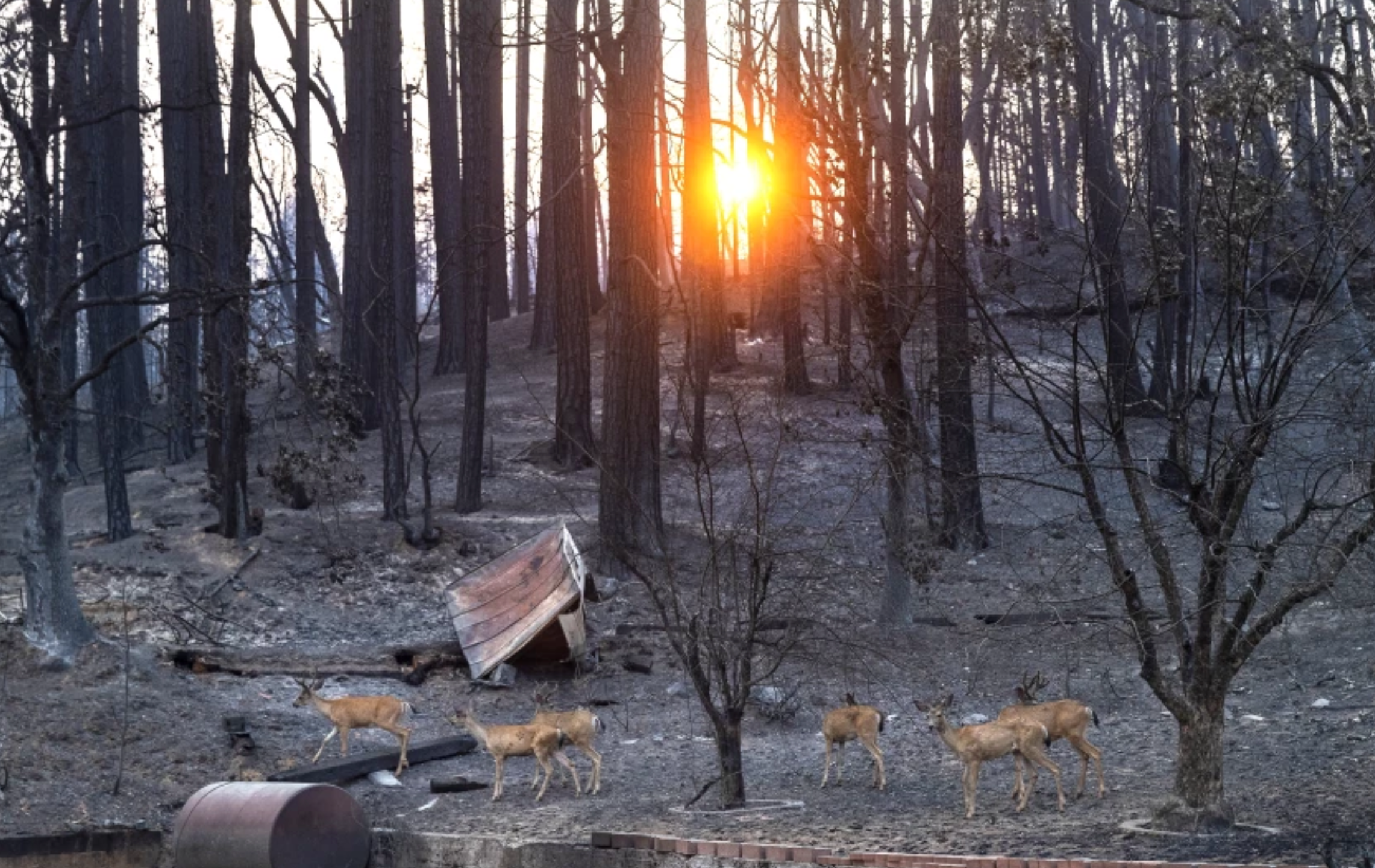 Deer walk through a burn scar from the Dixie fire in the Greenville area. Officials are concerned about debris flows from heavy rainfall in Northern California Thursday evening through Friday morning.(Mel Melcon / Los Angeles Times)