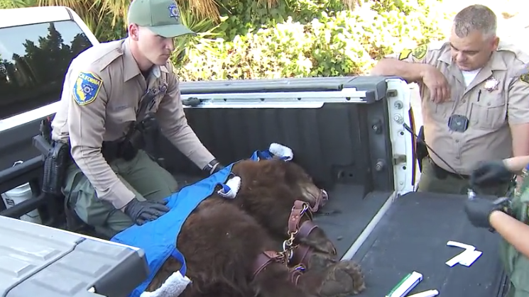 A female bear is tagged after being tranquilized in a San Dimas neighborhood on Oct. 27, 2021. (KTLA)