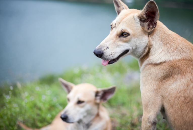 The West Valley Animal Shelter in Chatsworth shared an undated photo of two dogs on Oct. 15, 2021.