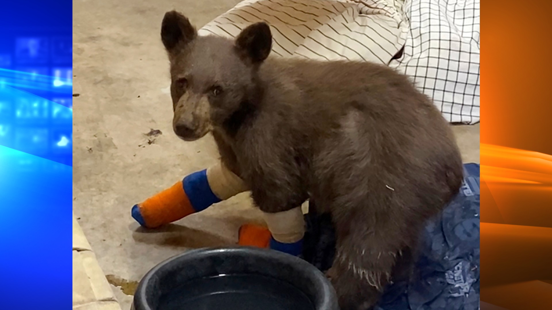 This July 31, 2021, file photo provided by Lake Tahoe Wildlife Care shows a bear cub that was taken in for treatment after it suffered burns in a California wildfire, to Lake Tahoe Wildlife Care in South Lake Tahoe, Calif. (Lake Tahoe Wildlife Care via AP, File)