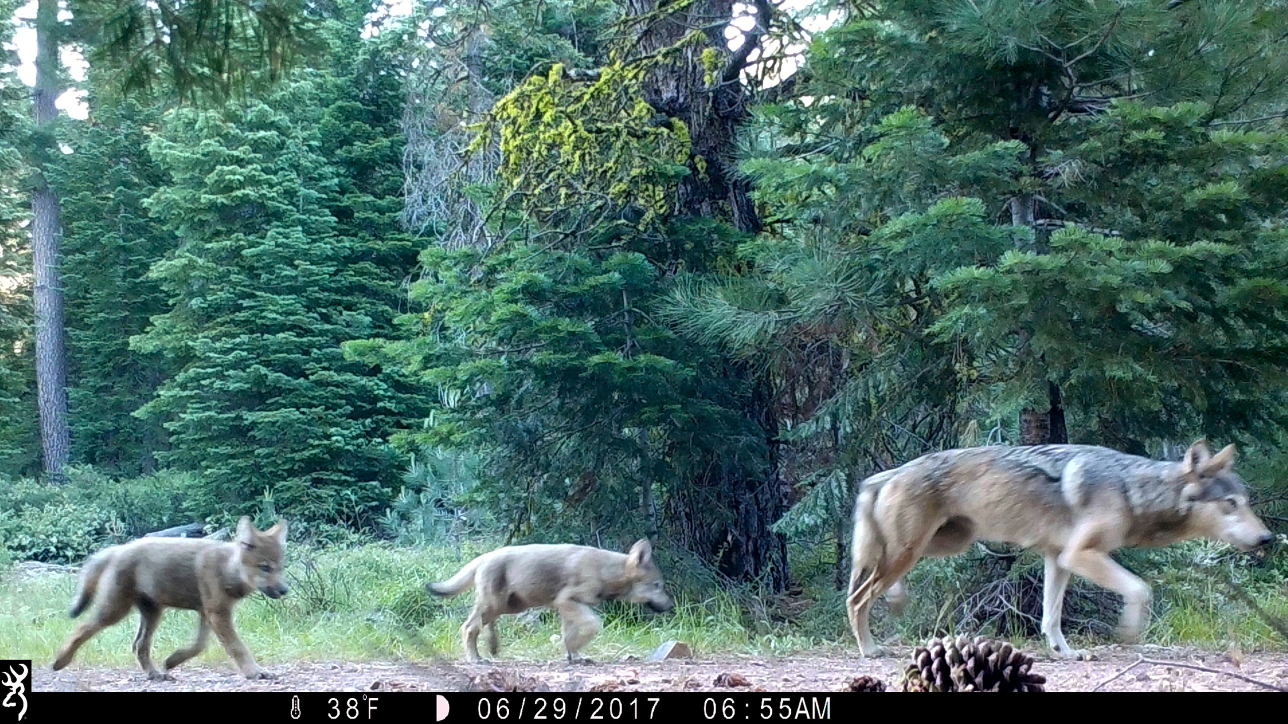 This June 29, 2017, file remote camera image provided by the U.S. Forest Service shows a female gray wolf and two of the three pups born in 2017 in the wilds of Lassen National Forest in Northern California. Trump administration officials on Thursday, Oct. 29, 2020, stripped Endangered Species Act protections for gray wolves in most of the U.S., ending longstanding federal safeguards and putting states in charge of overseeing the predators. (U.S. Forest Service via AP, File)