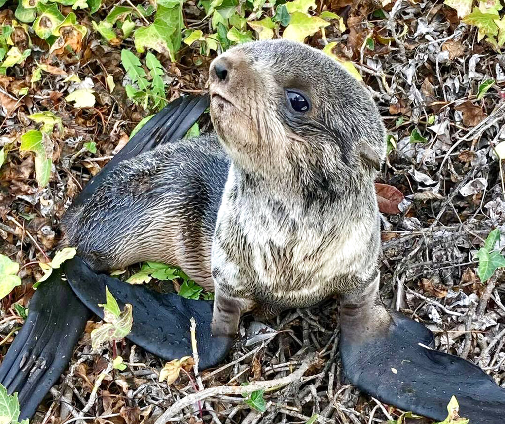 In this photo provided by the San Rafael, Calif., Police Department is a northern fur seal pup that was spotted and rescued by officers near the Richmond-San Rafael Bridge on Saturday Oct. 30, 2021. (San Rafael Police Department via AP)