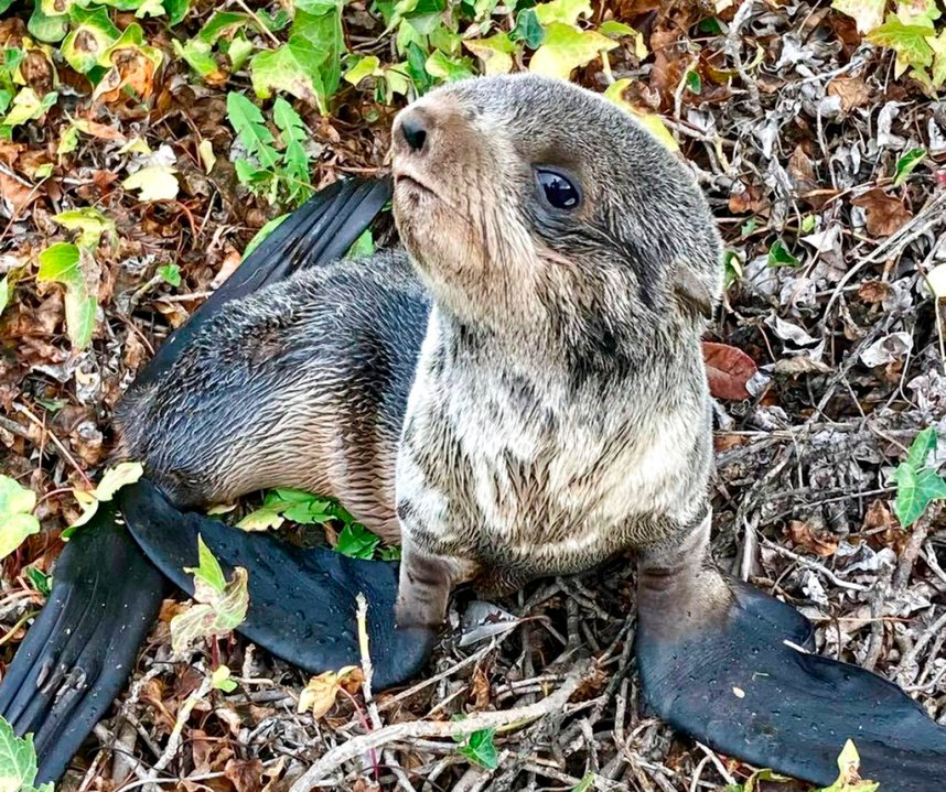 In this photo provided by the San Rafael, Calif., Police Department is a northern fur seal pup that was spotted and rescued by officers near the Richmond-San Rafael Bridge on Saturday Oct. 30, 2021. (San Rafael Police Department via AP)