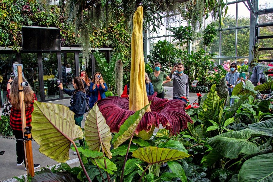 People get a look at the rare Amorphophallus titanum, better known as the corpse plant, at the San Diego Botanic Gardens in Encinitas, Calif., on Monday, Nov. 1, 2021. (Jarrod Valliere/The San Diego Union-Tribune via AP)