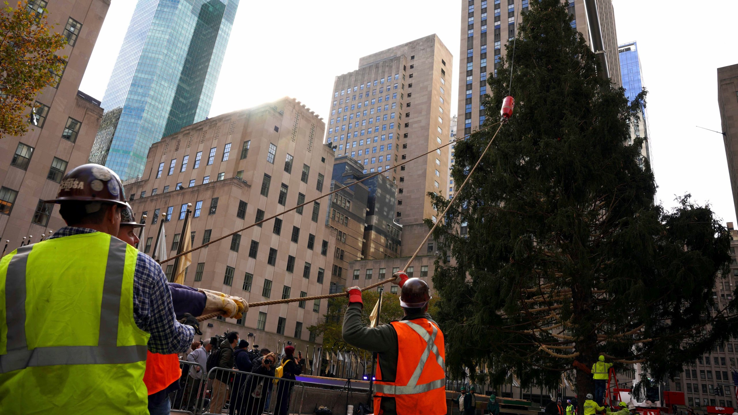 The 79-foot tall Rockefeller Center Christmas Tree arrives from Elkton, Md., is setup onto Rockefeller Plaza from a flatbed truck, Saturday, Nov. 13, 2021, in New York. New York City ushered in the holiday season with the arrival of the Norway spruce that will serve as one of the world's most famous Christmas trees. (AP Photo/Dieu-Nalio Chery)