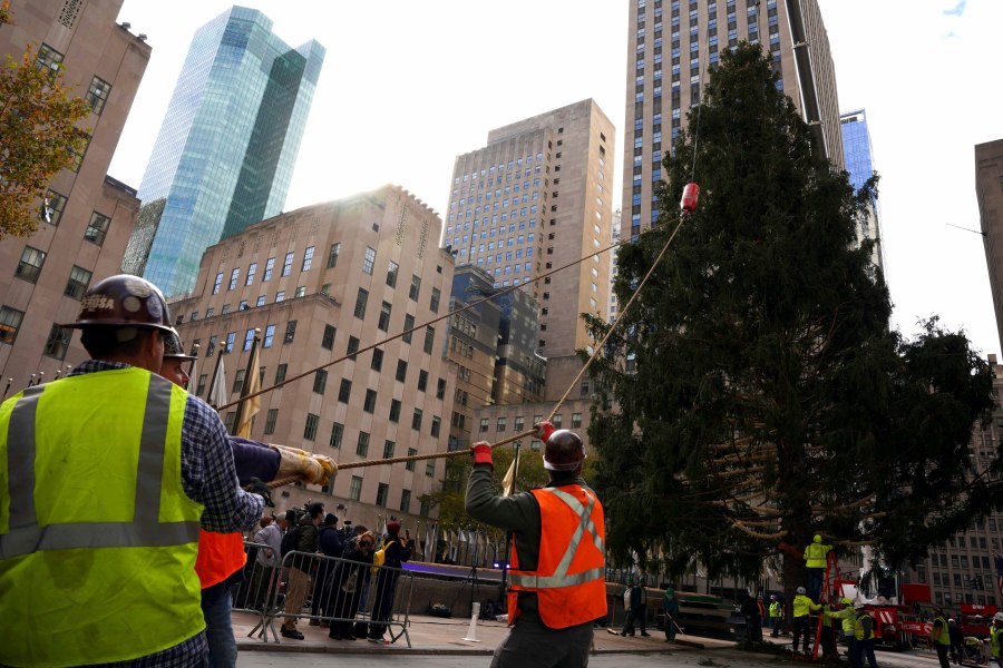 The 79-foot tall Rockefeller Center Christmas Tree arrives from Elkton, Md., is setup onto Rockefeller Plaza from a flatbed truck, Saturday, Nov. 13, 2021, in New York. New York City ushered in the holiday season with the arrival of the Norway spruce that will serve as one of the world's most famous Christmas trees. (AP Photo/Dieu-Nalio Chery)