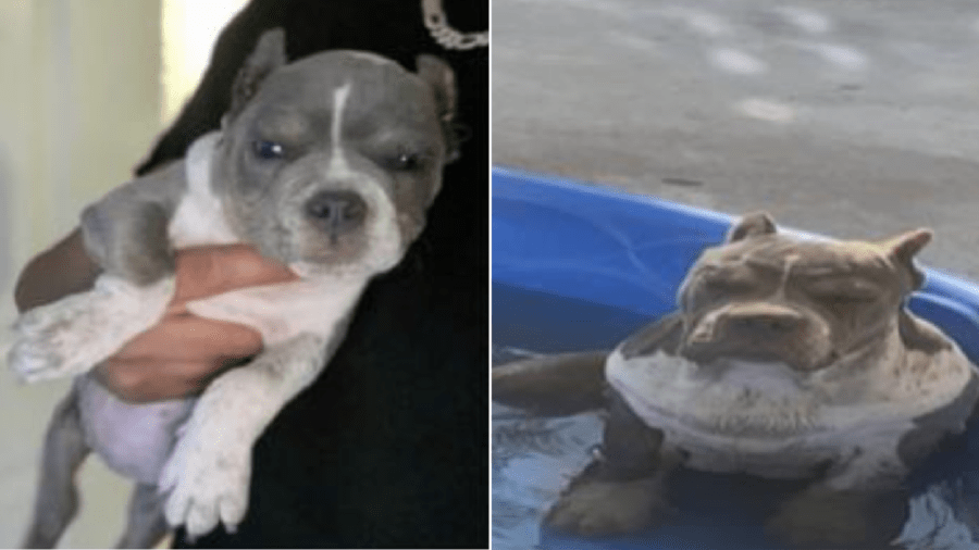 LAPD on Nov. 17, 2021 released these images of a pit bull taken from a yard in North Hills.