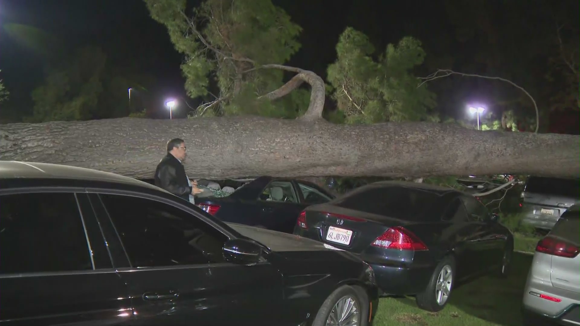 A large tree damaged 27 cars near the Greek Theatre on Nov. 3, 2021. (KTLA)