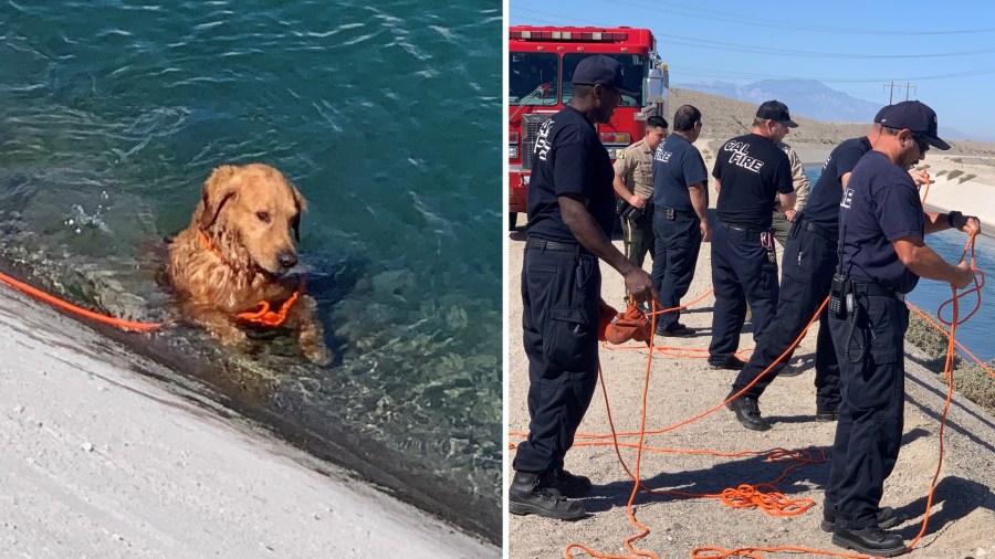 A 6-year-old golden retriever was rescued after being stuck in a section of the American Canal on Nov. 3, 2021. (Riverside County Department of Animal Services)