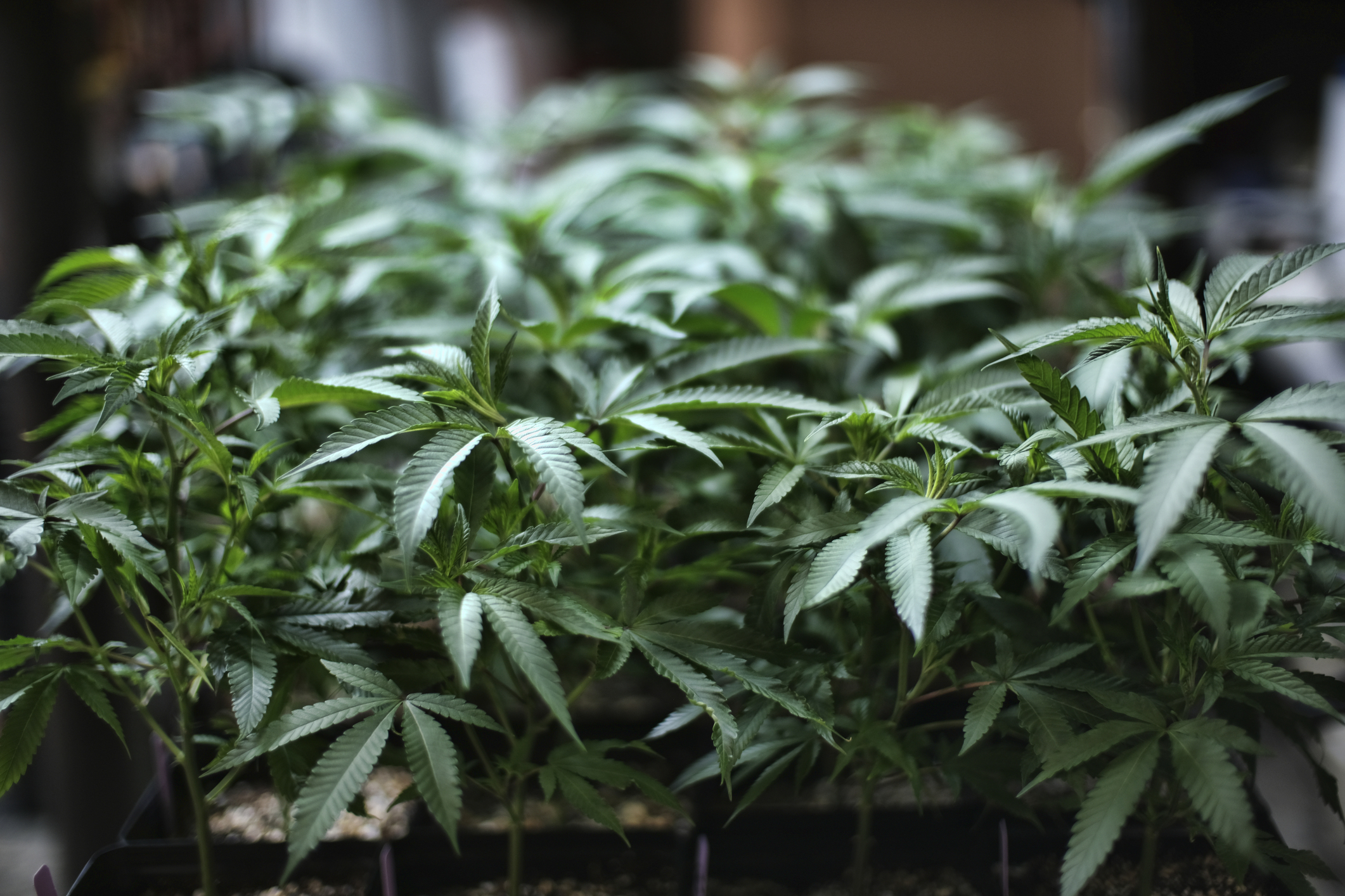 In this Aug. 15, 2019 file photo, marijuana grows at an indoor cannabis farm in Southern California. (AP Photo/Richard Vogel, File)