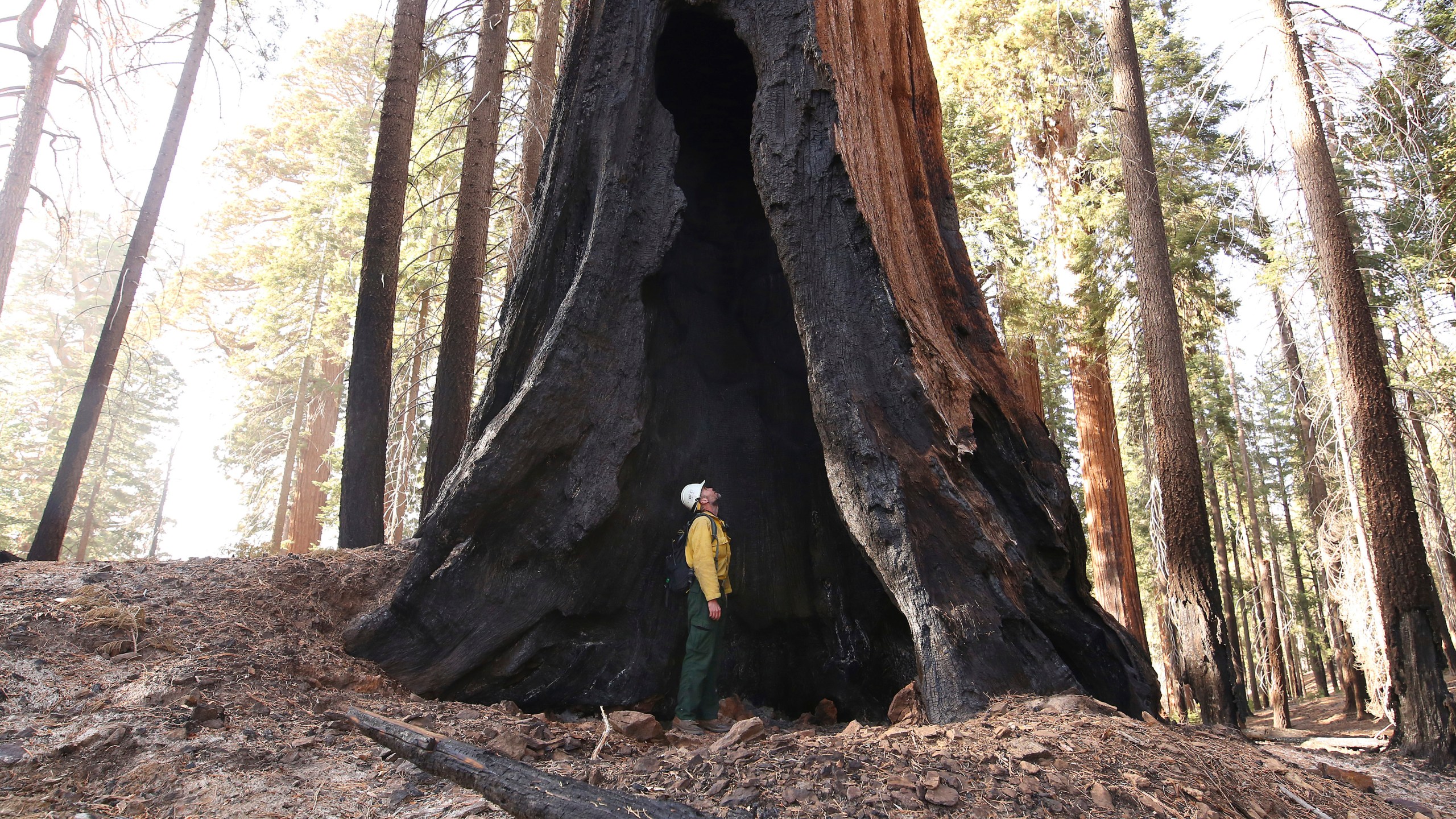 Assistant Fire Manager Leif Mathiesen, of the Sequoia & Kings Canyon Nation Park Fire Service, looks for an opening in the burned-out sequoias from the Redwood Mountain Grove which was devastated by the KNP Complex fires earlier in the year in the Kings Canyon National Park, Calif., Friday, Nov. 19, 2021. (AP Photo/Gary Kazanjian)