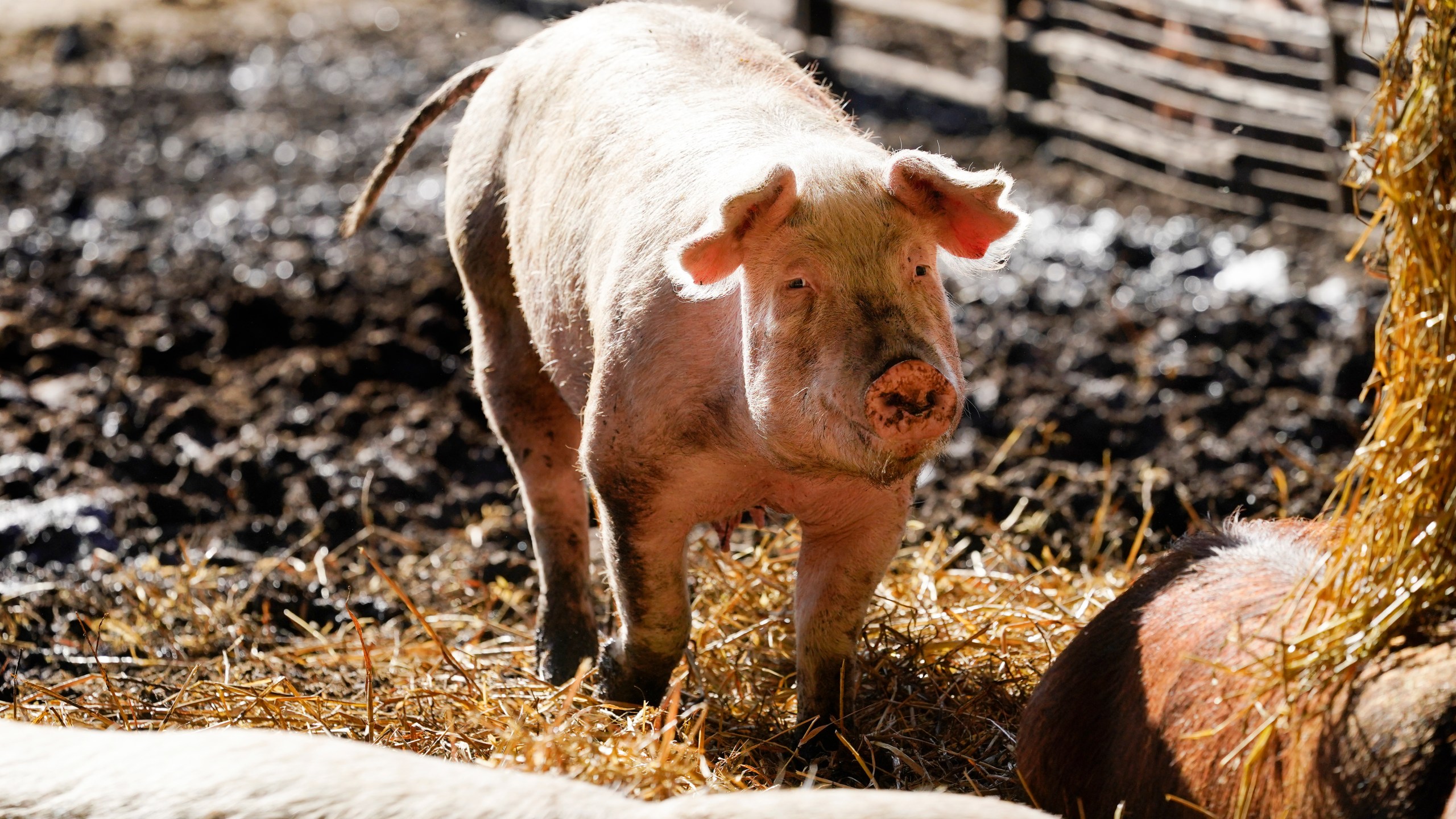 A hog walks in a holding pen on the Ron Mardesen farm, Thursday, Dec. 2, 2021, near Elliott, Iowa. A coalition of California restaurants and grocery stores has filed a lawsuit to block implementation of a farm animal welfare law, adding to uncertainty about whether bacon and other fresh pork products will be prohibitively expensive or available at all in the state when the new rules take effect on New Year's Day. Mardesen already meets the California standards for the hogs he sells to specialty meat company Niman Ranch, which supported passage of Proposition 12 and requires all of its roughly 650 hog farmers to give breeding pigs far more room than mandated by the law. (AP Photo/Charlie Neibergall)