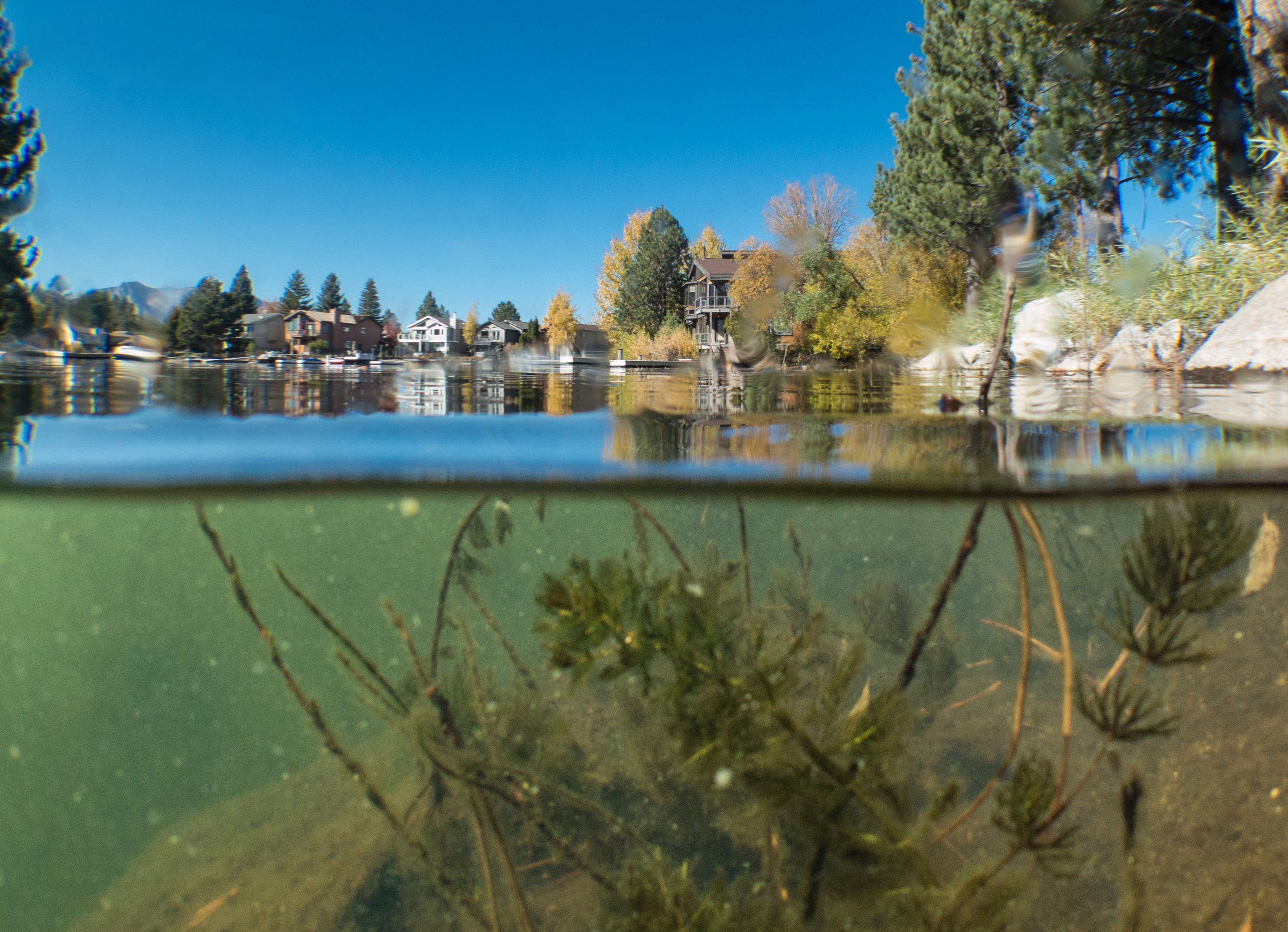 In this undated photo provided by League to Save Lake Tahoe/Keep Tahoe Blue, aquatic invasive plants are seen in the Tahoe keys in Lake Tahoe, Calif. Officials in Lake Tahoe are weighing whether to use herbicides for the first time to contain the growth of invasive plants and prevent them from clouding the lake's waters. The Tahoe Regional Planning Agency Governing Board and the Lahontan Regional Water Quality Control Board will decide on whether to approve the 3-year trial program in January, 2022. (League to Save Lake Tahoe/Keep Tahoe Blue, via AP)