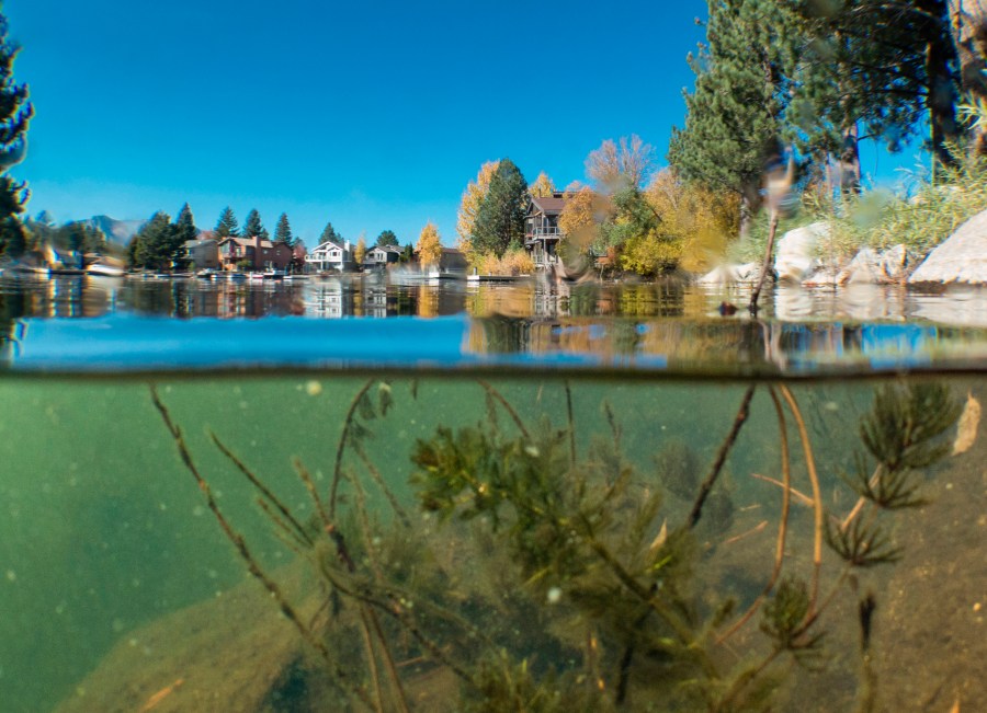 In this undated photo provided by League to Save Lake Tahoe/Keep Tahoe Blue, aquatic invasive plants are seen in the Tahoe keys in Lake Tahoe, Calif. Officials in Lake Tahoe are weighing whether to use herbicides for the first time to contain the growth of invasive plants and prevent them from clouding the lake's waters. The Tahoe Regional Planning Agency Governing Board and the Lahontan Regional Water Quality Control Board will decide on whether to approve the 3-year trial program in January, 2022. (League to Save Lake Tahoe/Keep Tahoe Blue, via AP)