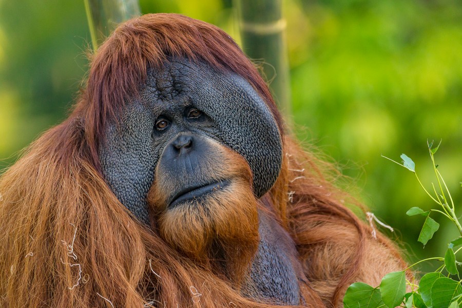 In a photo, date not known, provided by the San Diego Zoo is Satu, a male orangutan at the San Diego Zoo in San Diego. Satu, 26 died Wednesday, Dec. 22, 2021. The zoo announced Satu's death on social media on Thursday, saying the orangutan's cause of death is likely to be related to cancer. (Ken Bohn/San Diego Wildlife Alliance via AP)