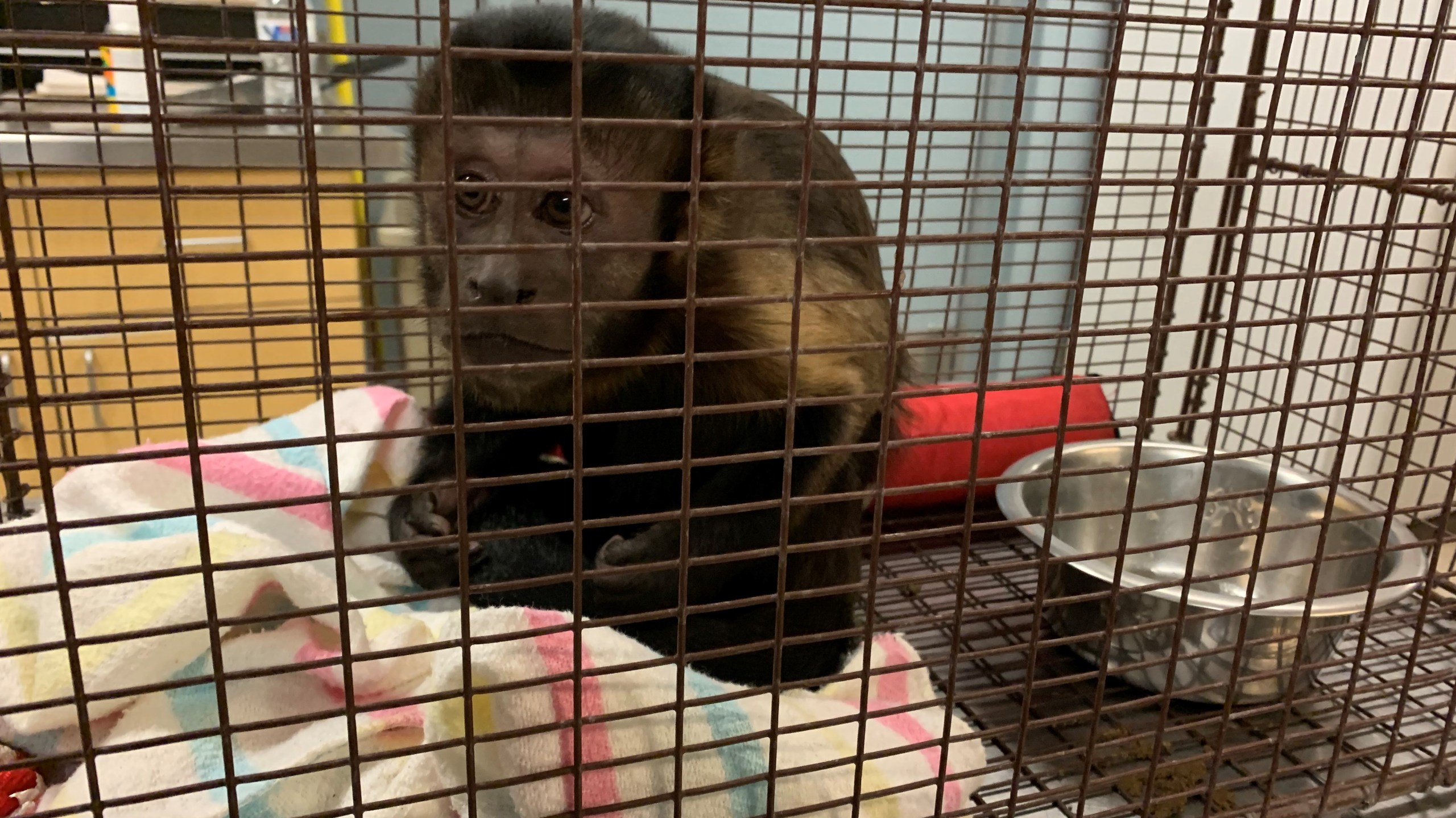 A 4-year-old black-capped capuchin named Junior was found in a Rialto home on Dec. 9, 2021. (Riverside County Department of Animal Services)