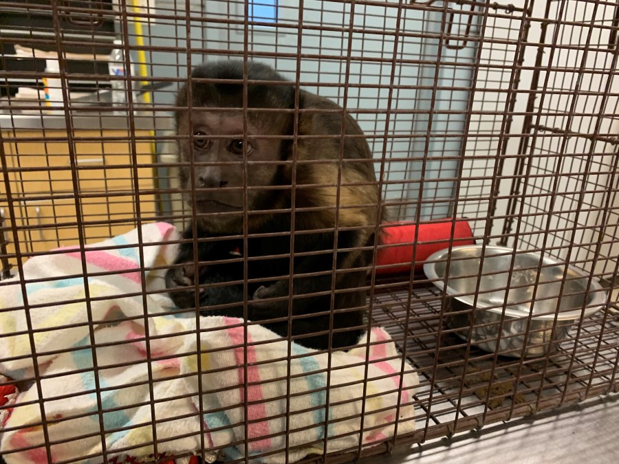 A 4-year-old black-capped capuchin named Junior was found in a Rialto home on Dec. 9, 2021. (Riverside County Department of Animal Services)