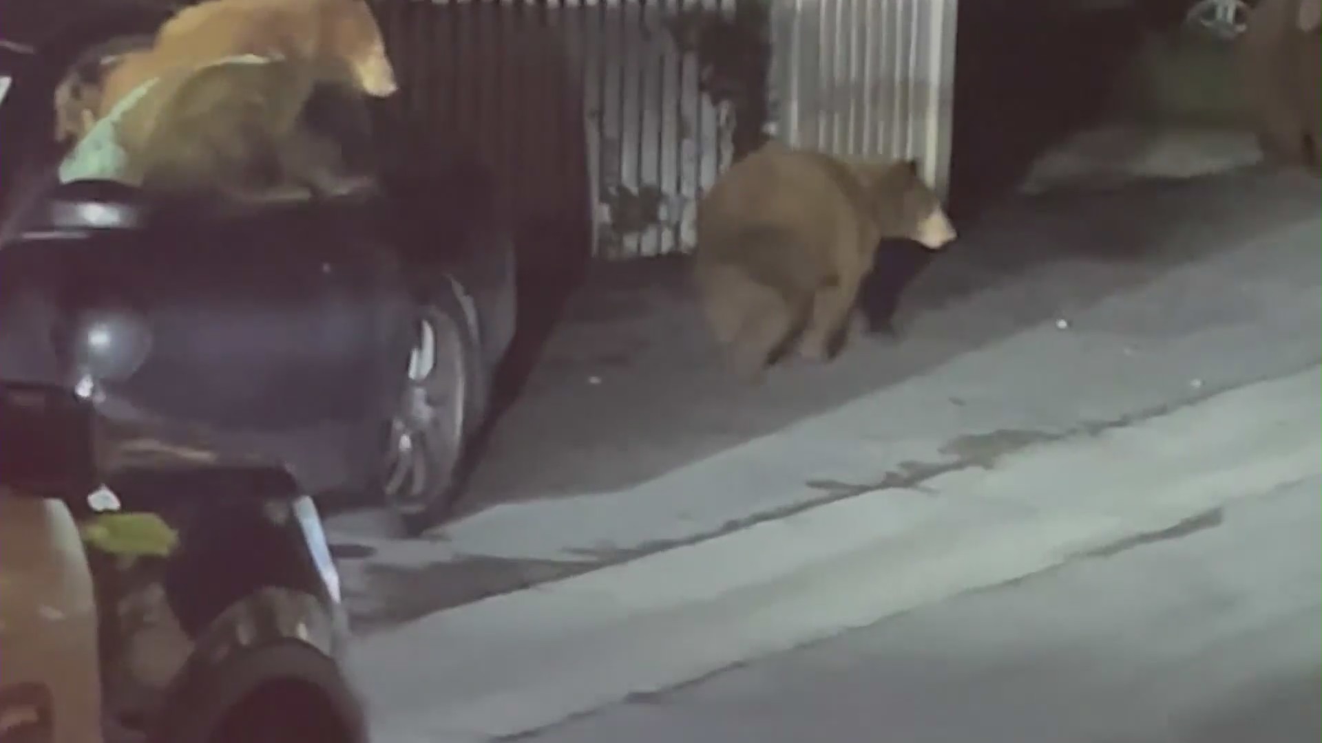 Bear cubs trashed a car in Sierra Madre on Dec. 10, 2021. (Tom Greenberg)