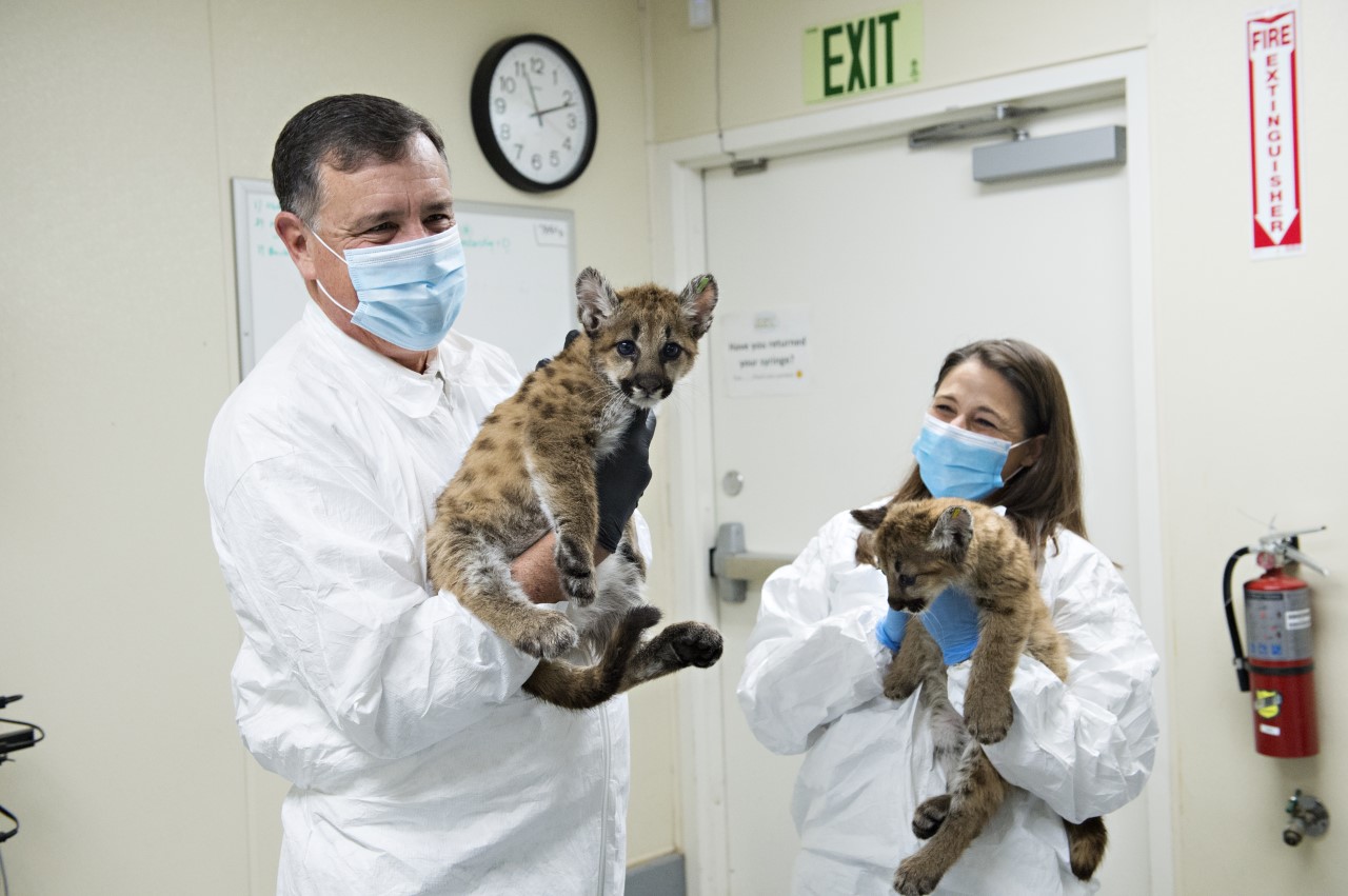 O.C. Zoo veterinarians are caring for two mountain lion kittens that were found outside an office complex. (O.C. Supervisor Don Wagner)