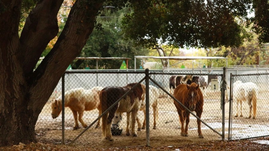 The city of Los Angeles is considering hiring an equestrian expert to assess the well-being of the horses used at the Griffith Park Pony Rides.(Al Seib / Los Angeles Times)