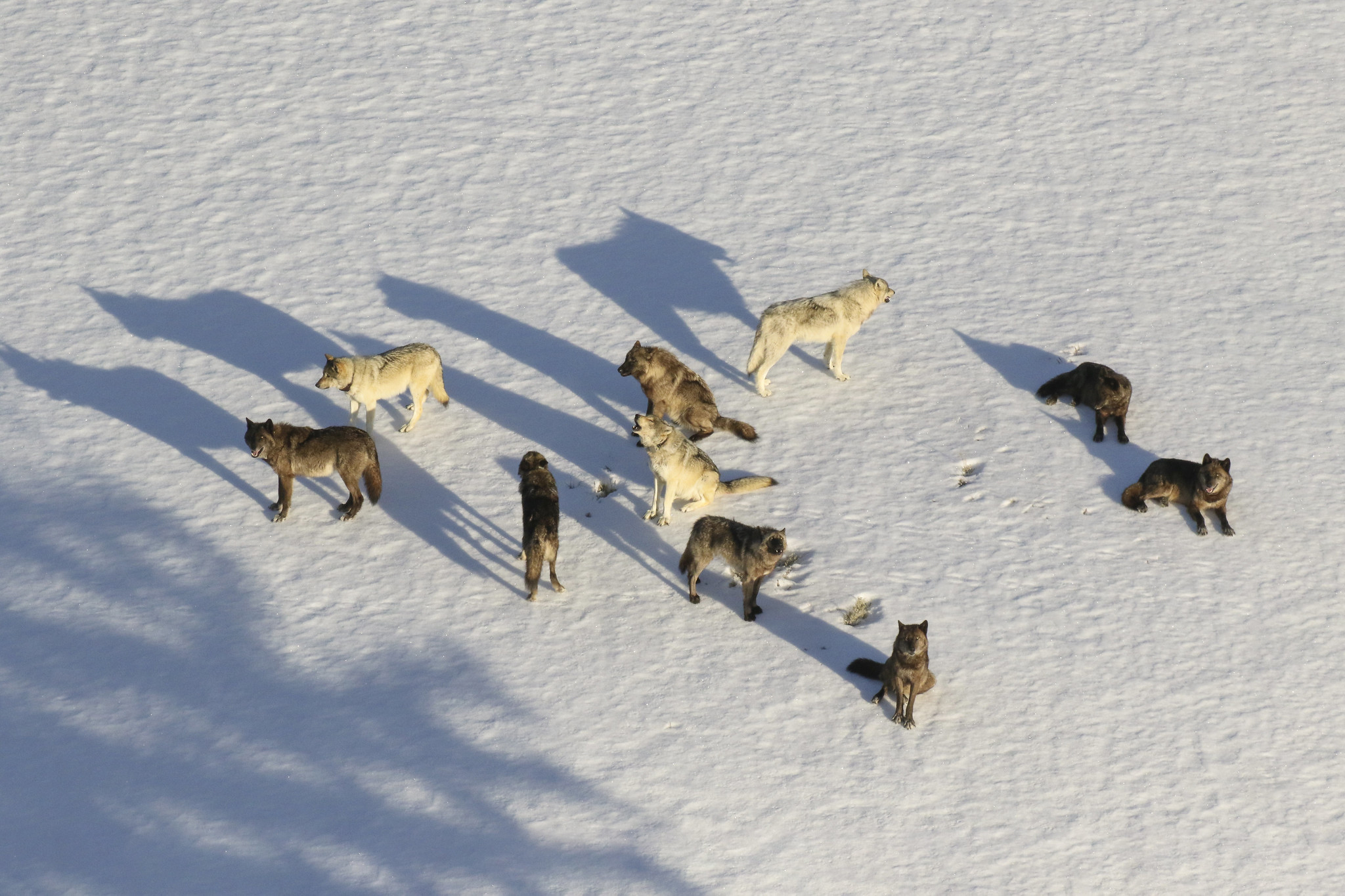 This March 21, 2019 file photo provided by the National Park Service shows the Junction Butte wolf pack taken from an aircraft in Yellowstone National Park. Park officials say 20 Yellowstone wolves have been killed by hunters in recent months including 15 just across the park border in Montana. (National Park Service via AP, File)