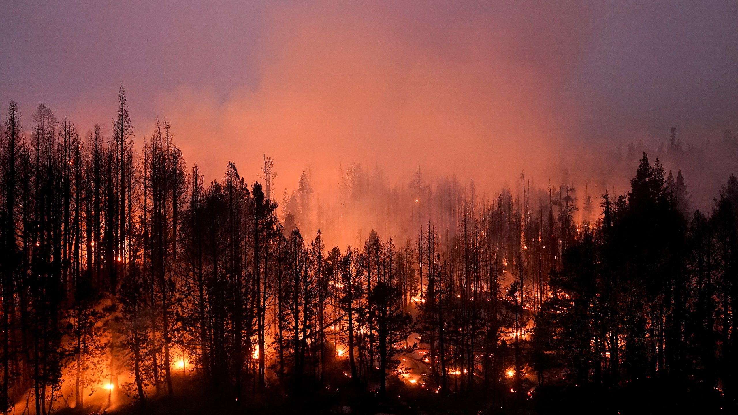 Trees scorched by the Caldor Fire smolder in the Eldorado National Forest, Calif., Friday, Sept. 3, 2021. The Biden administration wants to thin more forests and use prescribed burns to reduce catastrophic wildfires as climate changes makes blazes more intense. (AP Photo/Jae C. Hong, File)