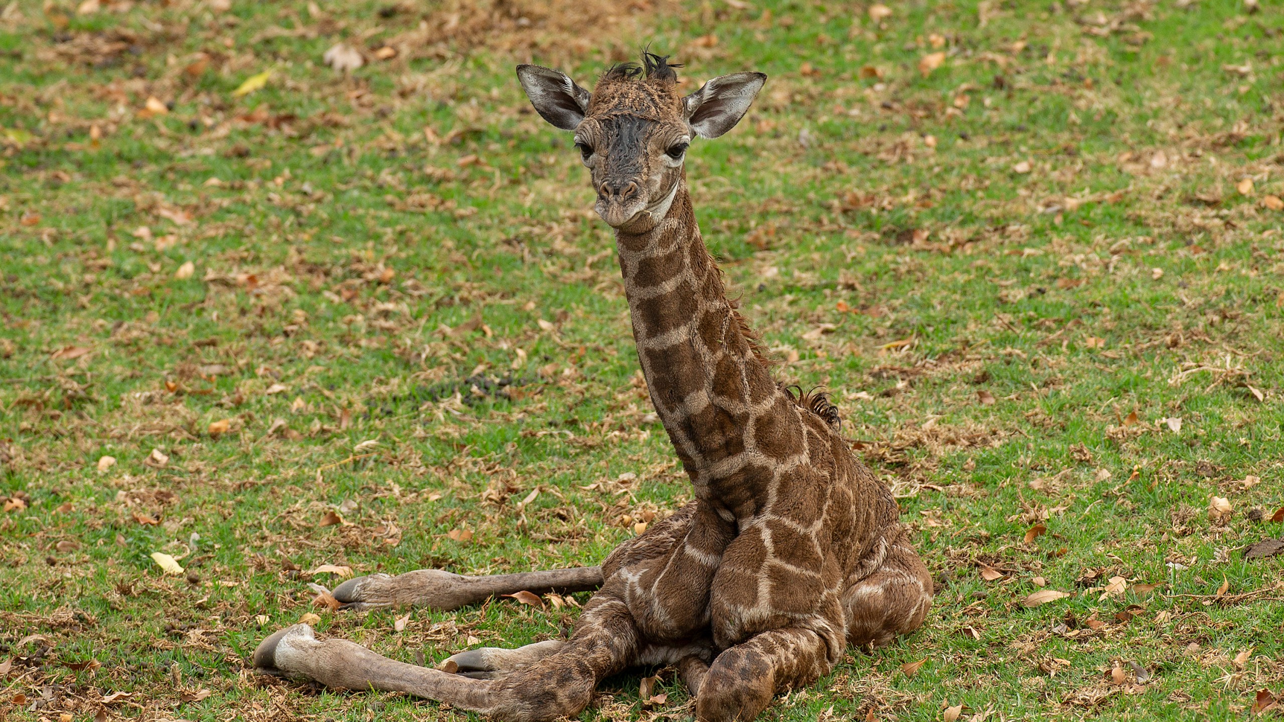 This undated photo provided by San Diego Zoo Wildlife Alliance shows a 2-day-old male Masai giraffe calf born at the San Diego Zoo Safari Park. "Following the birth, wildlife care specialists noticed that the calf's condition began to deteriorate, including difficulty standing and not nursing," the park said in a Facebook post Thursday, Jan. 20, 2022. The calf was given around-the-clock care at the park's veterinary medical center but his condition worsened and "the team made the compassionate decision to euthanize the calf," the park said. (San Diego Zoo Wildlife Alliance via AP)