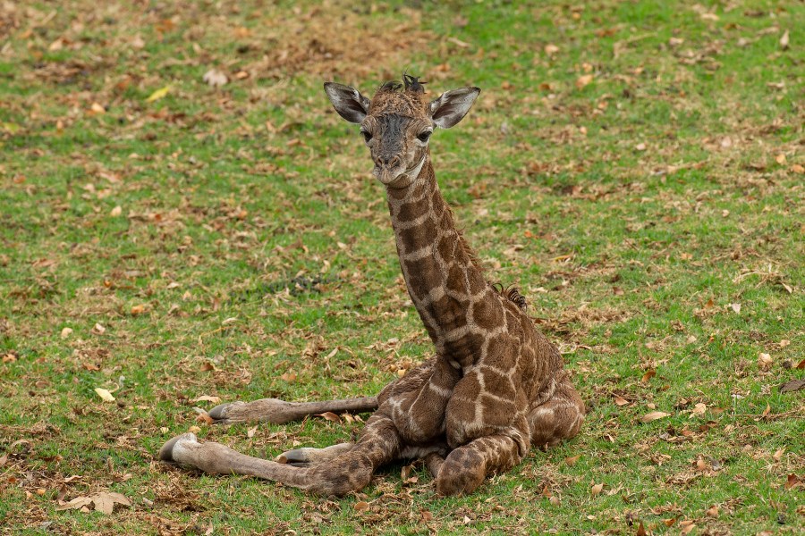 This undated photo provided by San Diego Zoo Wildlife Alliance shows a 2-day-old male Masai giraffe calf born at the San Diego Zoo Safari Park. "Following the birth, wildlife care specialists noticed that the calf's condition began to deteriorate, including difficulty standing and not nursing," the park said in a Facebook post Thursday, Jan. 20, 2022. The calf was given around-the-clock care at the park's veterinary medical center but his condition worsened and "the team made the compassionate decision to euthanize the calf," the park said. (San Diego Zoo Wildlife Alliance via AP)