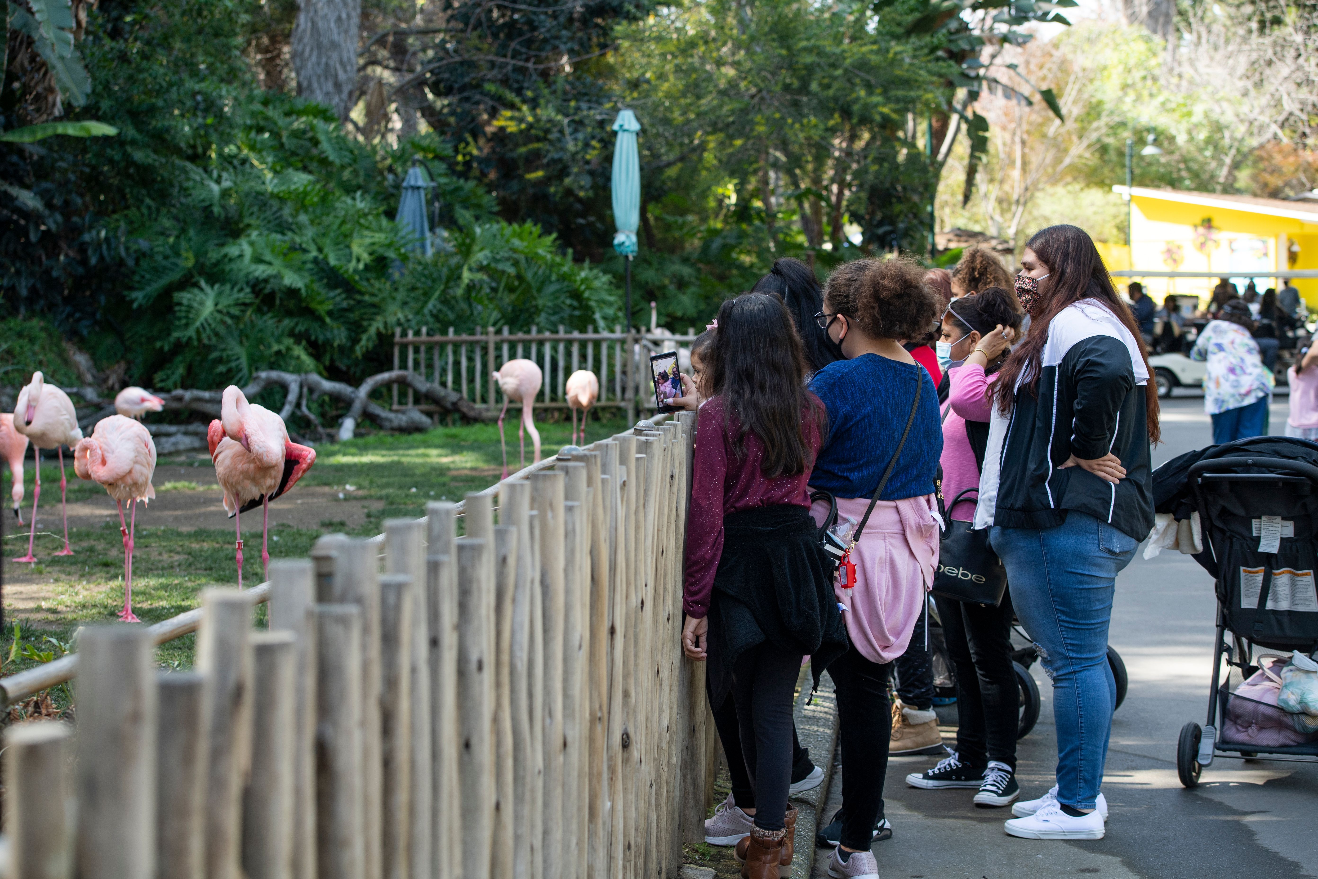 People watch flamingos while visiting the L.A. Zoo on it's re-opening day, on Feb. 16, 2021. (VALERIE MACON/AFP via Getty Images)