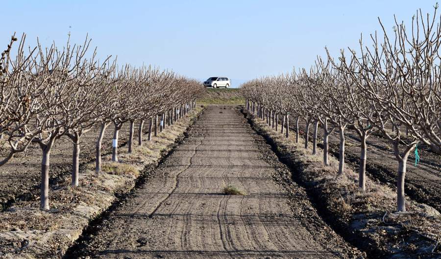 An orchard is seen on the outskirts of Kettleman City in California's San Joaquin Valley on April 2, 2021. (FREDERIC J. BROWN/AFP via Getty Images)