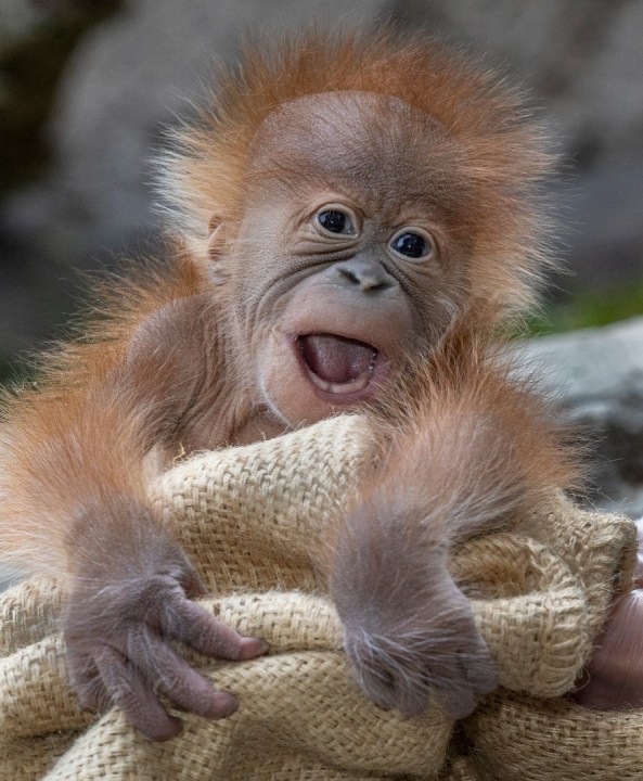 Kaja is the first Sumatran orangutan born at the zoo since 2014.  (San Diego Zoo)