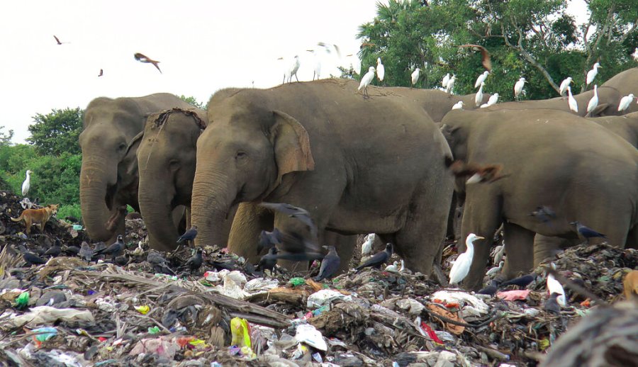 Wild elephants scavenge for food at an open landfill in Pallakkadu village in Ampara district, about 210 kilometers (130 miles) east of the capital Colombo, Sri Lanka, Thursday, Jan. 6, 2022. Conservationists and veterinarians are warning that plastic waste in the open landfill in eastern Sri Lanka is killing elephants in the region, after two more were found dead over the weekend. Around 20 elephants have died over the last eight years after consuming plastic trash in the dump. Examinations of the dead animals showed they had swallowed large amounts of nondegradable plastic that is found in the garbage dump, wildlife veterinarian Nihal Pushpakumara said. (AP Photo/Achala Pussalla)