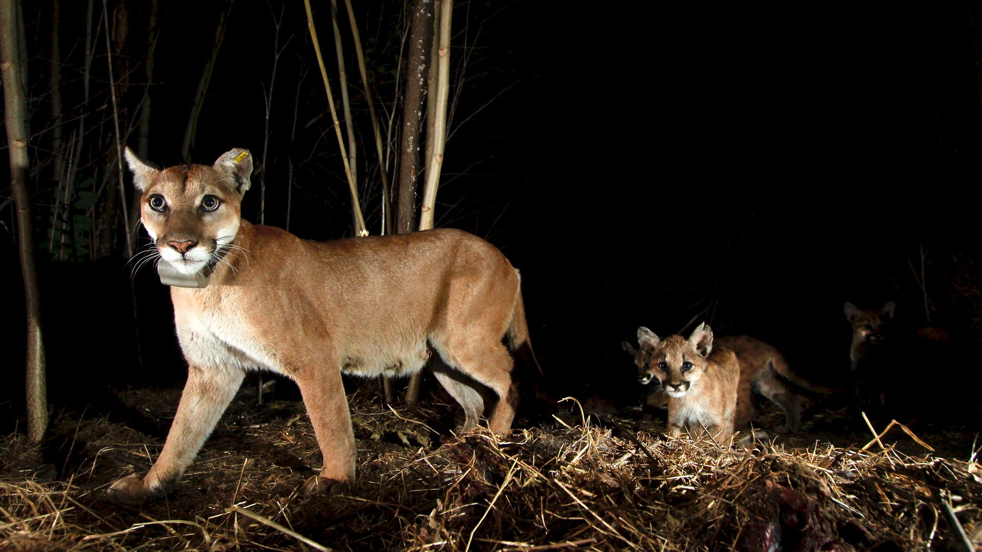 Mountain lion P-65 and her kittens are seen in a file photo. (Santa Monica Mountains National Recreational Area)