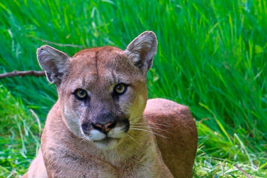 This undated photo provided by the U.S. National Park Service shows a mountain lion known as P-38, photographed in the Santa Monica Mountain range on Sept. 11, 2019. Woodside, Calif.'s plan to declare itself a mountain lion sanctuary as a way to avoid having to build affordable housing is against the law, the state attorney general said Sunday, Feb. 6, 2022. The wealthy Silicon Valley enclave announced in a memorandum that it was exempt from a new state housing law that allows for duplex development on single-family lots because the entire town is habitat for endangered cougars. (National Park Service, via AP, File)