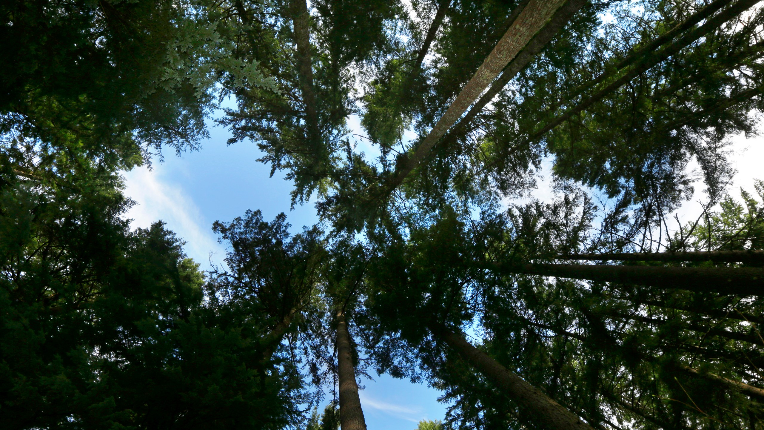 Trees grow on forest land adjacent to Mount Rainier National Park on Nov. 23, 2015. (Ted S. Warren/Associated Press)