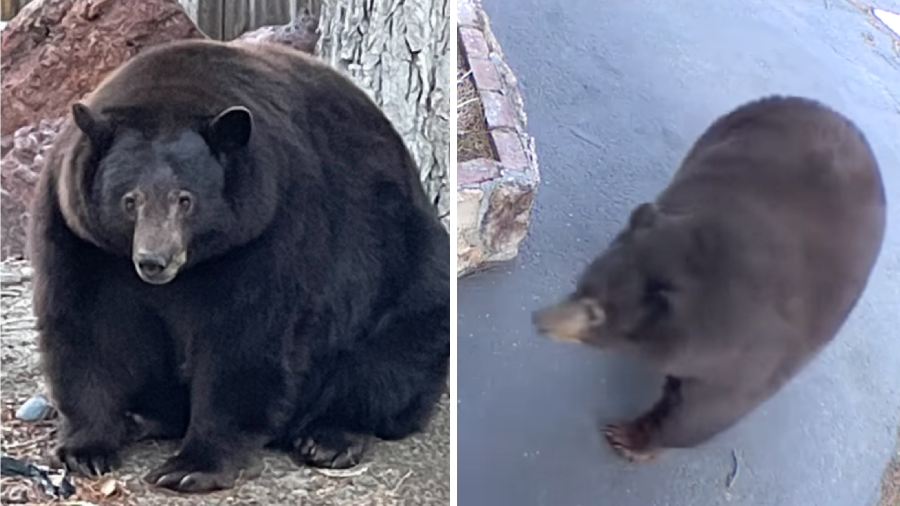 The BEAR League shared these undated images of "Hank the Tank."