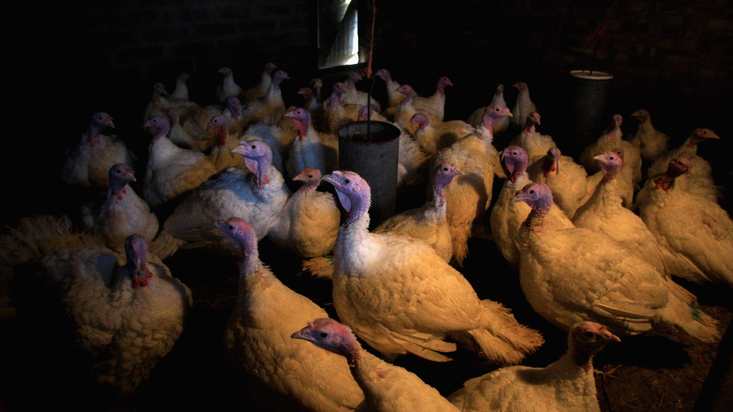 Turkeys roost in doors on a Suffolk Farm on November 14, 2007 in Stradbroke, England. Jamie McDonald/Getty Images)