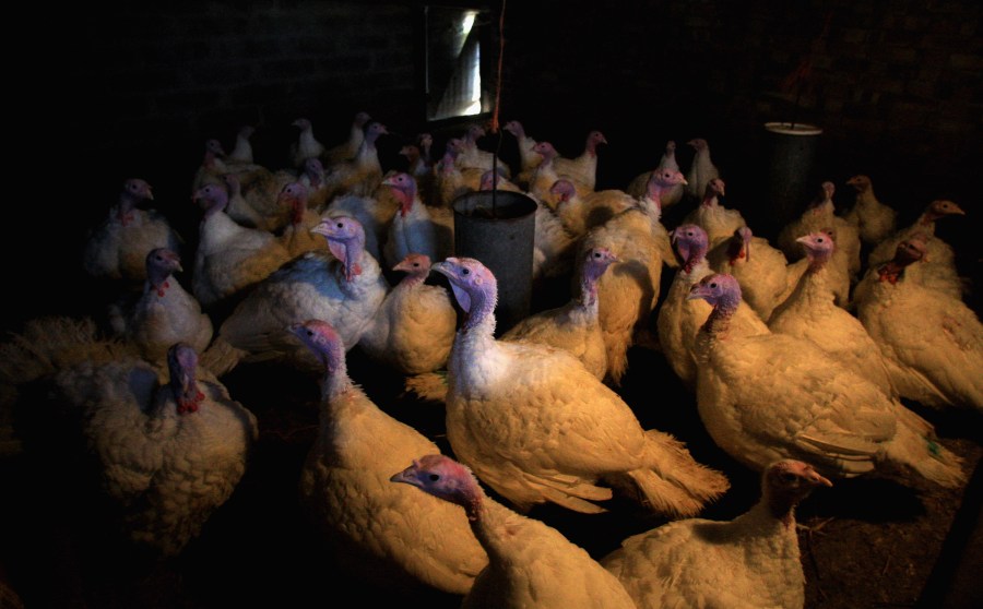 Turkeys roost in doors on a Suffolk Farm on November 14, 2007 in Stradbroke, England. Jamie McDonald/Getty Images)