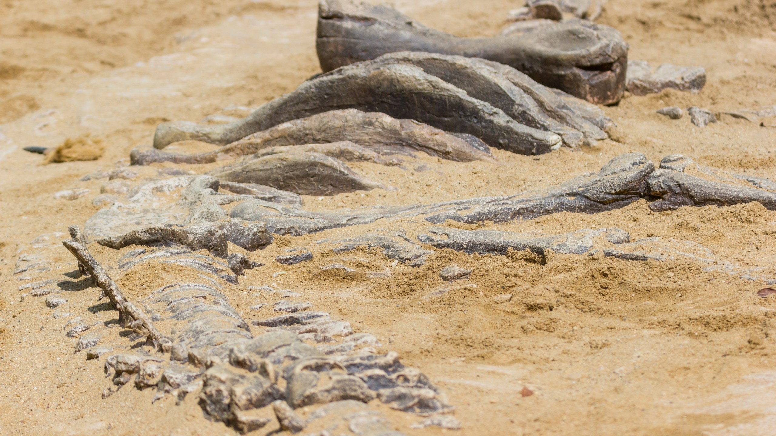 This file photo shows dinosaur fossils in an educational simulated excavation. (Getty Images)