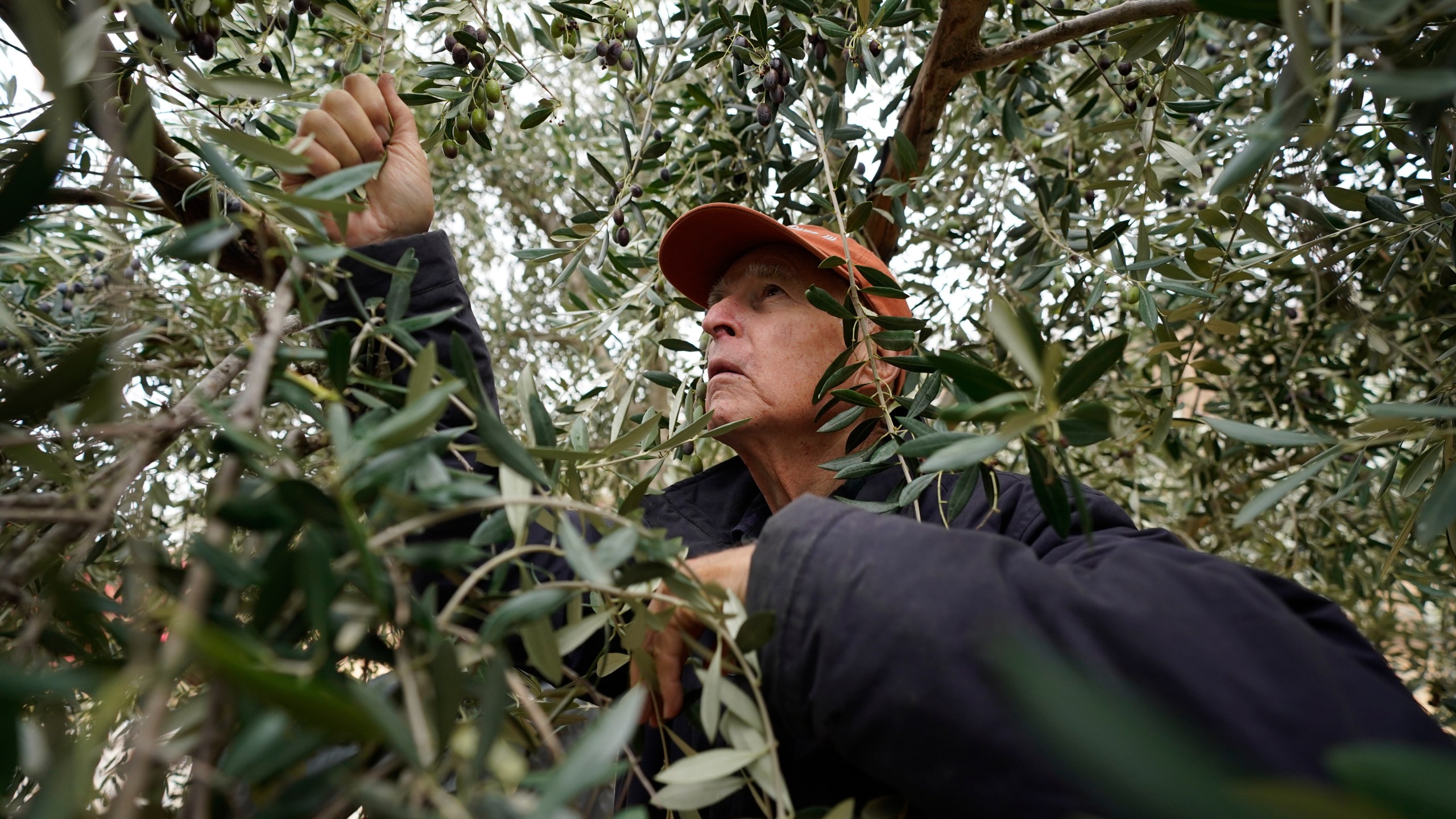 Former California Gov. Jerry Brown climbs through the branches of an olive tree as he harvests his olive crop at his ranch near Williams, Calif., Saturday, Oct. 23, 2021. Brown is living off the grid in retirement on a rural stretch of land his family has owned since the 19th century. But he's still deeply connected on climate change and the threat of nuclear war, two issues that have long captivated him. (AP Photo/Rich Pedroncelli)