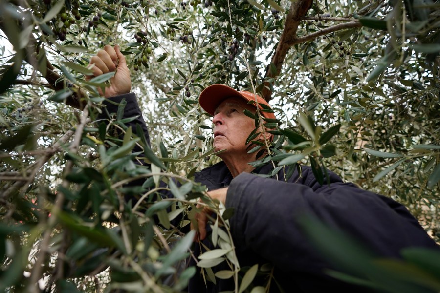 Former California Gov. Jerry Brown climbs through the branches of an olive tree as he harvests his olive crop at his ranch near Williams, Calif., Saturday, Oct. 23, 2021. Brown is living off the grid in retirement on a rural stretch of land his family has owned since the 19th century. But he's still deeply connected on climate change and the threat of nuclear war, two issues that have long captivated him. (AP Photo/Rich Pedroncelli)