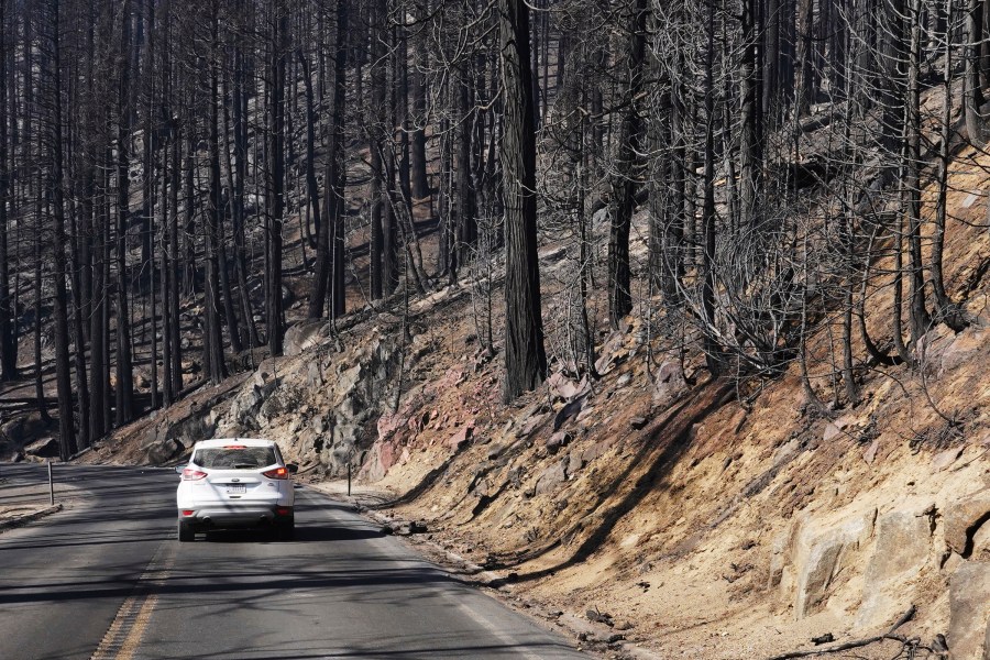 Trees are seen burned from the KNP Complex Fire along Generals Highway during a media tour on Oct. 15, 2021, in Kings Canyon National Park, Calif. (Eric Paul Zamora/The Fresno Bee via AP, File)