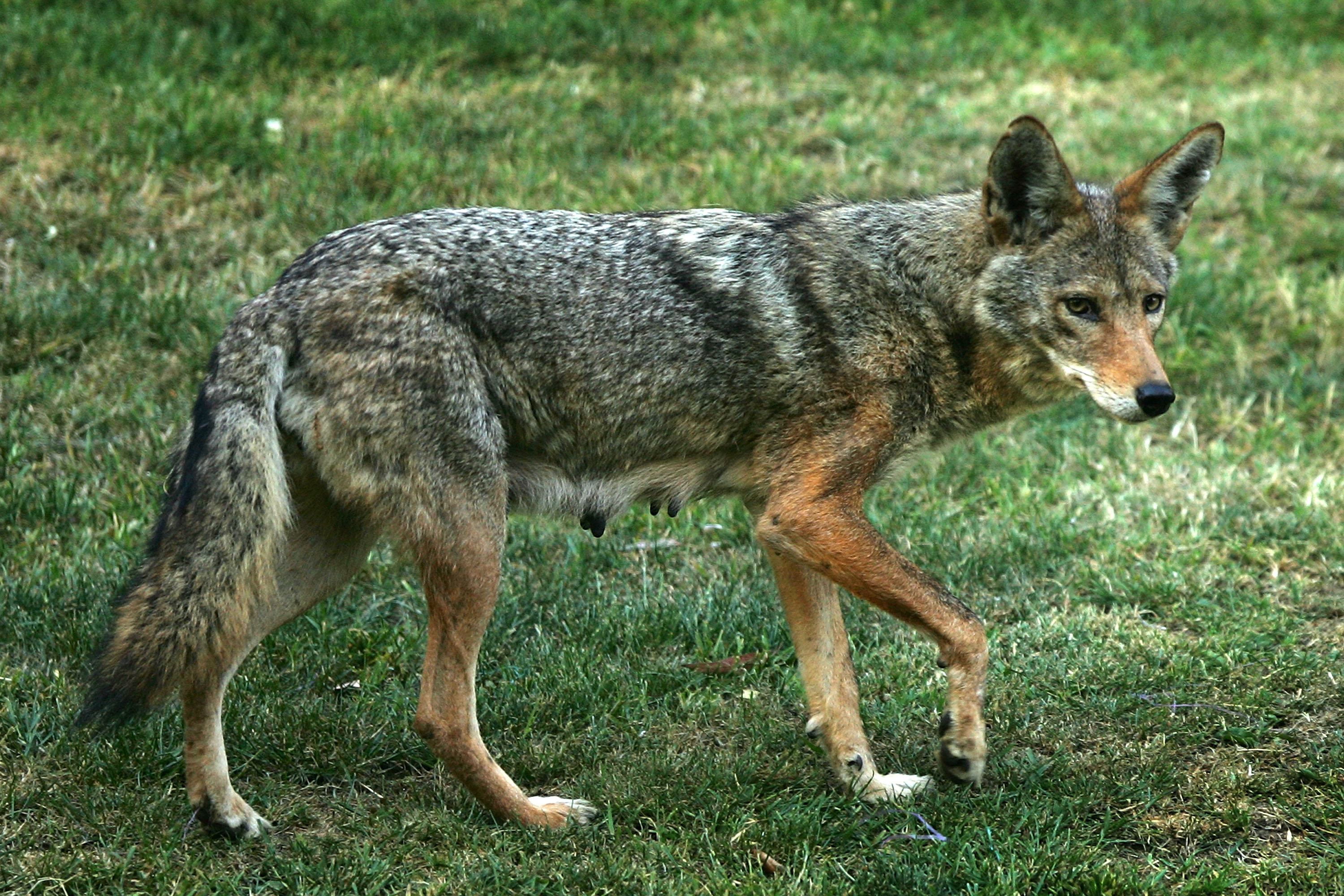 A nursing mother coyote limps through Griffith Park, the nation's largest urban park, after fleeing flames May 9, 2007, in Los Angeles. (David McNew/Getty Images)