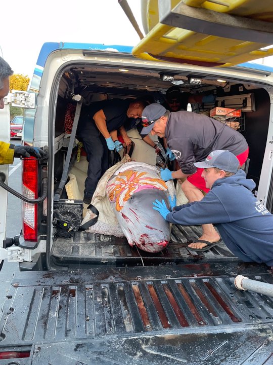 A pygmy sperm whale was stranded then rescued on a Malibu beach is seen on March 6, 2022, before being euthanized. (Los Angeles County Fire Department, Lifeguard Division)