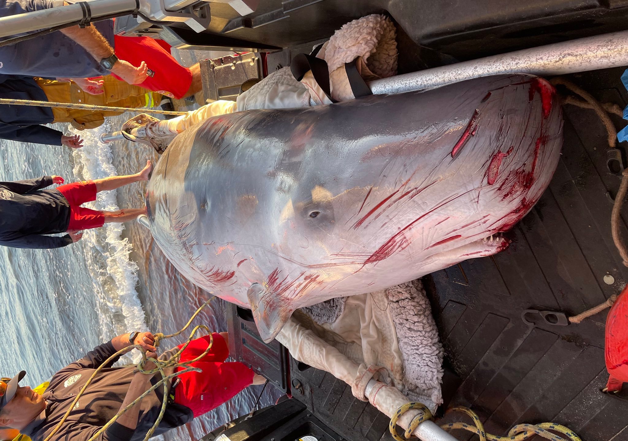 A pygmy sperm whale was stranded then rescued on a Malibu beach is seen on March 6, 2022, before being euthanized. (Los Angeles County Fire Department, Lifeguard Division)