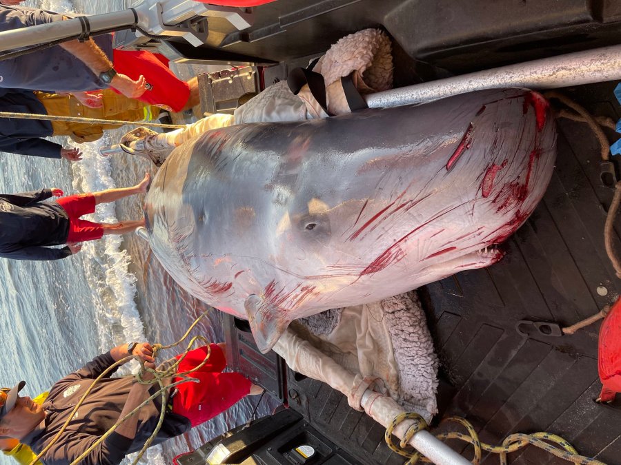 A pygmy sperm whale was stranded then rescued on a Malibu beach is seen on March 6, 2022, before being euthanized. (Los Angeles County Fire Department, Lifeguard Division)