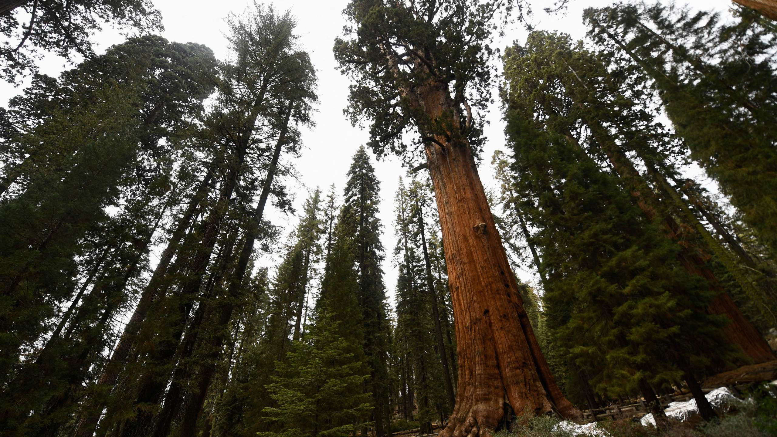 The General Sherman giant sequoia tree stands in the Giant Forest during the KNP Complex Fire in Sequoia National Park near Three Rivers, California on Oct. 22, 2021. ( PATRICK T. FALLON/AFP via Getty Images)