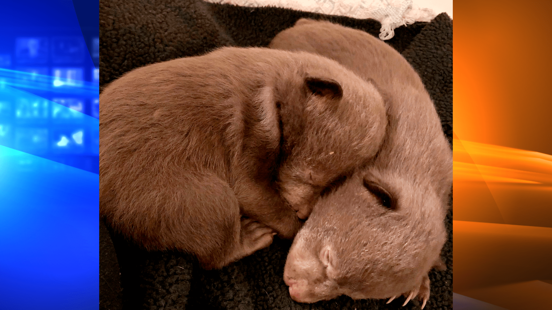 The two tiny bear cubs are seen after their recovery by wildlife officers in this image released March 15, 2022 by CDFW.