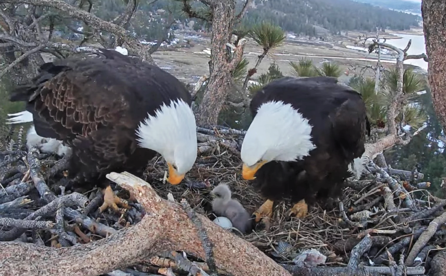 Friends of Big Bear Valley shared this image from Jackie and Shadow’s nest.